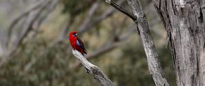 Preview wallpaper crimson rosella, rosella, parrot, bird, bright