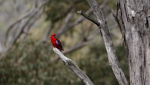 Preview wallpaper crimson rosella, rosella, parrot, bird, bright