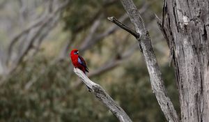 Preview wallpaper crimson rosella, rosella, parrot, bird, bright