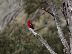 Preview wallpaper crimson rosella, rosella, parrot, bird, bright