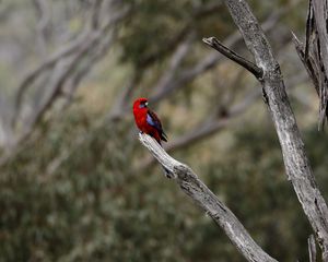 Preview wallpaper crimson rosella, rosella, parrot, bird, bright