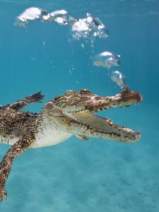 Preview wallpaper crocodile, calf, swim, underwater, bubbles, breath