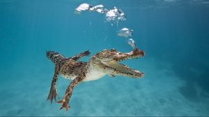 Preview wallpaper crocodile, calf, swim, underwater, bubbles, breath