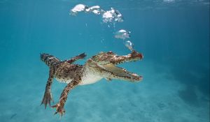 Preview wallpaper crocodile, calf, swim, underwater, bubbles, breath