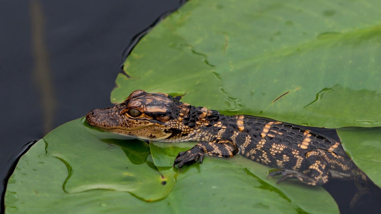 Wallpaper crocodile, cub, leaves, water, self-preservation