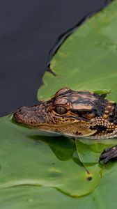 Preview wallpaper crocodile, cub, leaves, water, self-preservation