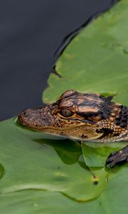 Preview wallpaper crocodile, cub, leaves, water, self-preservation