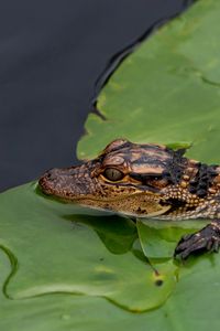 Preview wallpaper crocodile, cub, leaves, water, self-preservation