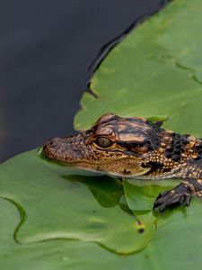 Preview wallpaper crocodile, cub, leaves, water, self-preservation