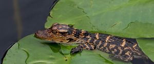 Preview wallpaper crocodile, cub, leaves, water, self-preservation