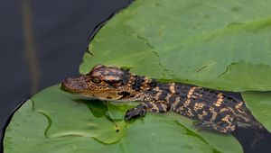 Preview wallpaper crocodile, cub, leaves, water, self-preservation