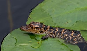 Preview wallpaper crocodile, cub, leaves, water, self-preservation