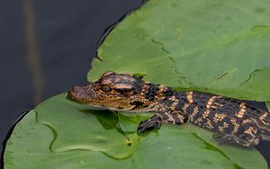 Preview wallpaper crocodile, cub, leaves, water, self-preservation