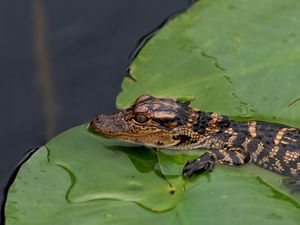 Preview wallpaper crocodile, cub, leaves, water, self-preservation