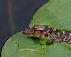 Preview wallpaper crocodile, cub, leaves, water, self-preservation