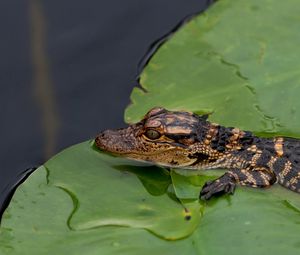 Preview wallpaper crocodile, cub, leaves, water, self-preservation