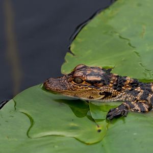 Preview wallpaper crocodile, cub, leaves, water, self-preservation