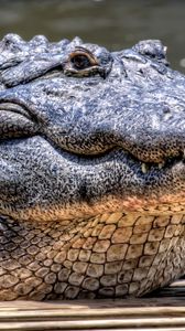 Preview wallpaper crocodile, dangerous, face, predatory