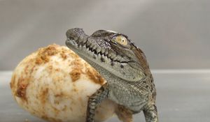 Preview wallpaper crocodile, egg, hatch, birth
