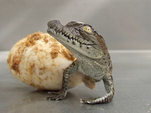 Preview wallpaper crocodile, egg, hatch, birth