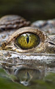 Preview wallpaper crocodile, eye, predator, reptiles, water