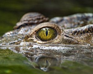Preview wallpaper crocodile, eye, predator, reptiles, water