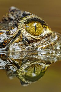 Preview wallpaper crocodile, eye, predator, reflection