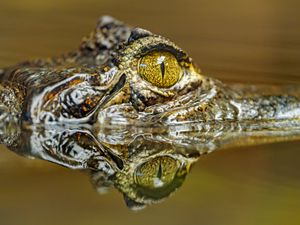 Preview wallpaper crocodile, eye, predator, reflection