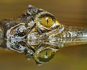 Preview wallpaper crocodile, eye, predator, reflection