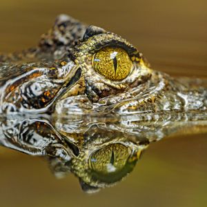 Preview wallpaper crocodile, eye, predator, reflection