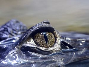 Preview wallpaper crocodile, eyes, dangerous