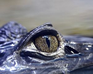 Preview wallpaper crocodile, eyes, dangerous