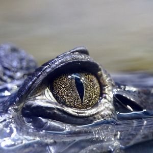 Preview wallpaper crocodile, eyes, dangerous