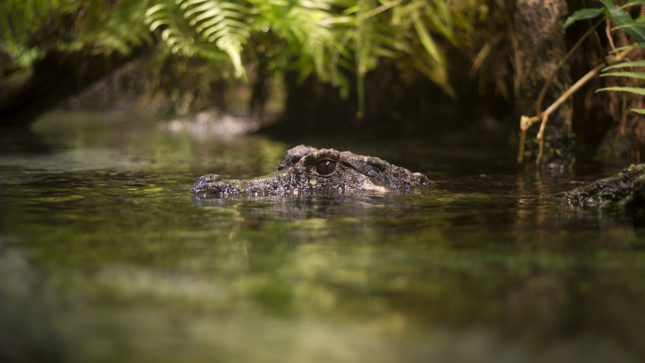 Wallpaper crocodile, eyes, pond, water