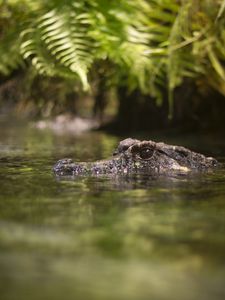 Preview wallpaper crocodile, eyes, pond, water