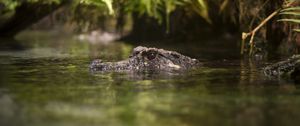 Preview wallpaper crocodile, eyes, pond, water