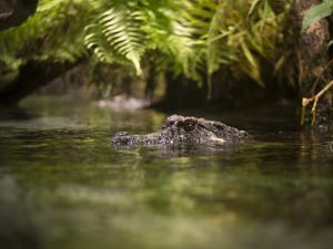 Preview wallpaper crocodile, eyes, pond, water