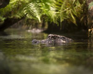 Preview wallpaper crocodile, eyes, pond, water