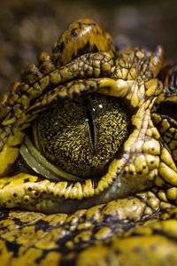 Preview wallpaper crocodile, eyes, spots