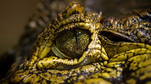 Preview wallpaper crocodile, eyes, spots