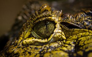 Preview wallpaper crocodile, eyes, spots