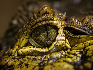 Preview wallpaper crocodile, eyes, spots