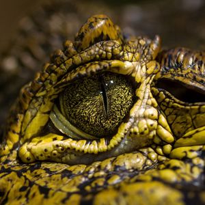 Preview wallpaper crocodile, eyes, spots