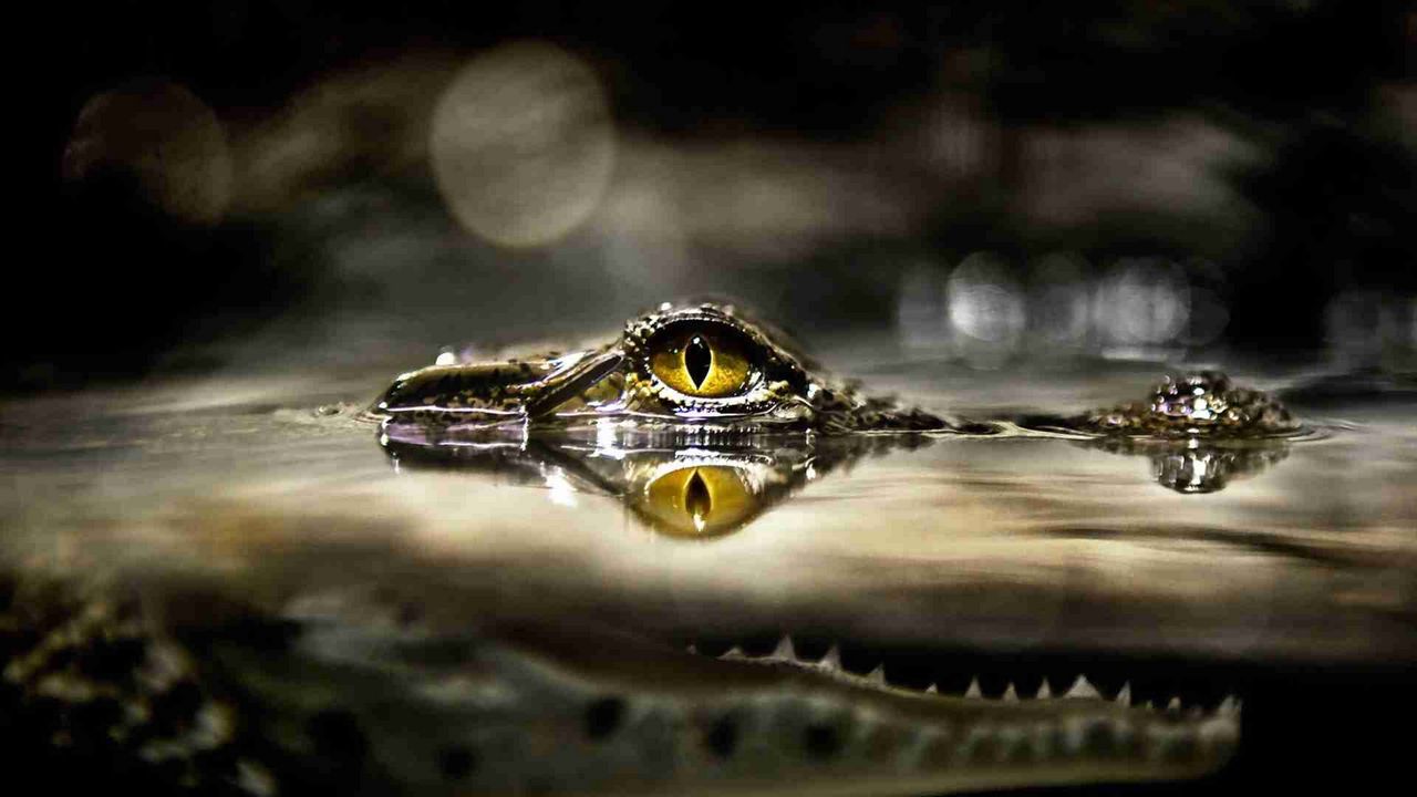 Wallpaper crocodile, eyes, water, predator, hunting, lurk