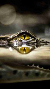 Preview wallpaper crocodile, eyes, water, predator, hunting, lurk
