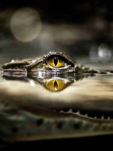 Preview wallpaper crocodile, eyes, water, predator, hunting, lurk