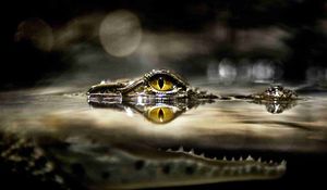 Preview wallpaper crocodile, eyes, water, predator, hunting, lurk