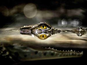 Preview wallpaper crocodile, eyes, water, predator, hunting, lurk