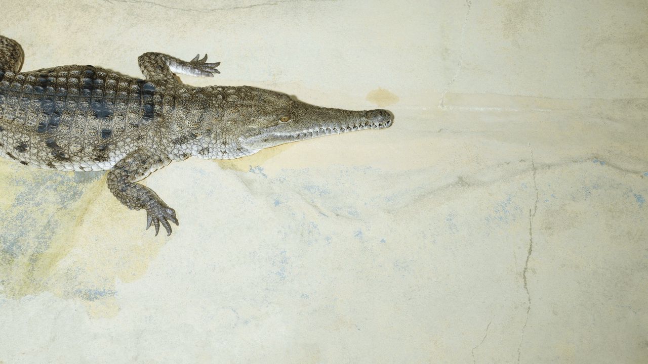 Wallpaper crocodile, jaws, small