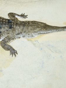 Preview wallpaper crocodile, jaws, small